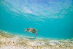 Queensland Tourism and Events - Sea turtle