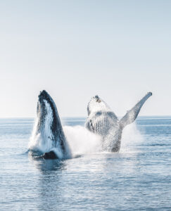 Hervey Bay Whales double breach