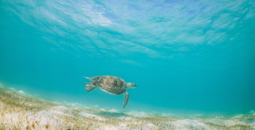 Queensland Tourism and Events - Sea turtle