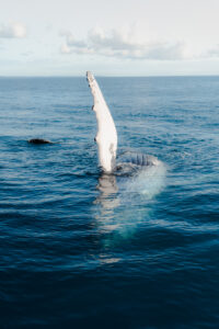 Hervey Bay Whales Fin slap